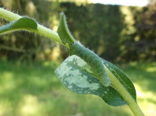Euchalcia modestoides
